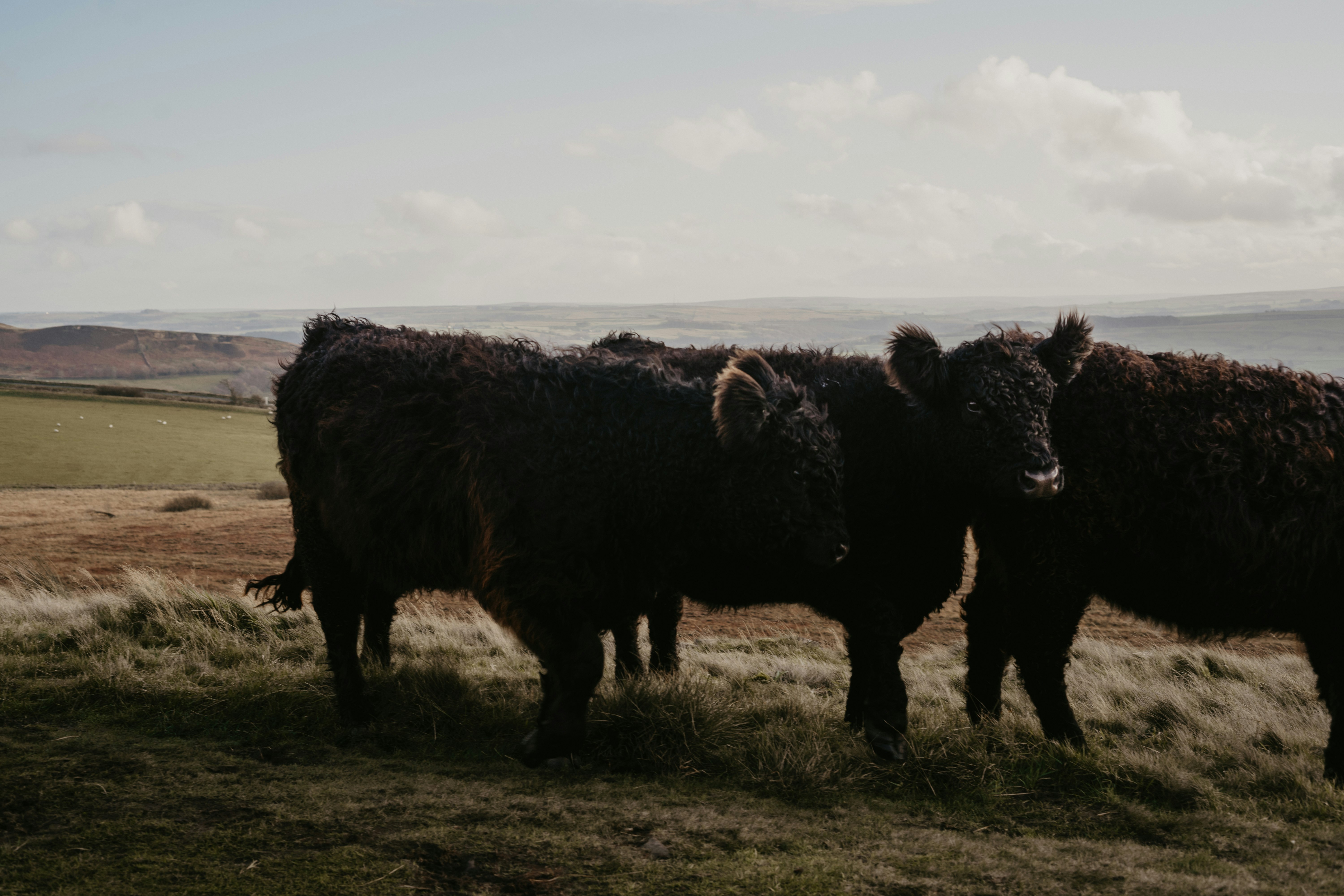 black cow on green grass field during daytime